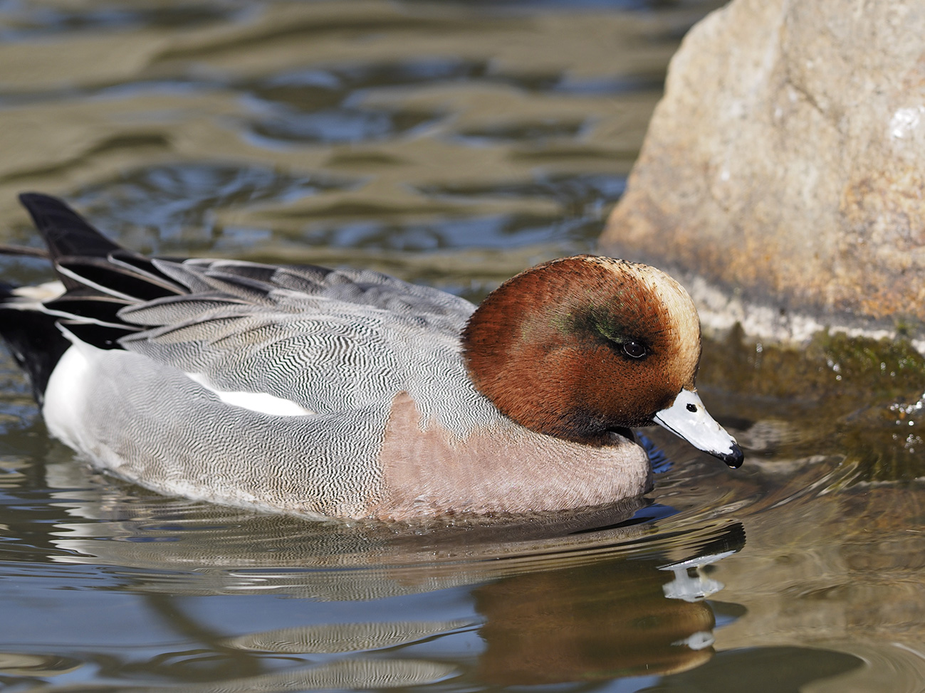 水鳥の顔_a0110584_08334303.jpg