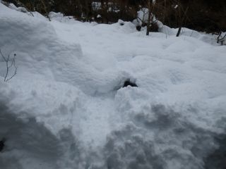 2014年2月15日 話題は雪ばかりだが_b0098584_1410259.jpg