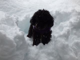 2014年2月15日 話題は雪ばかりだが_b0098584_14104773.jpg