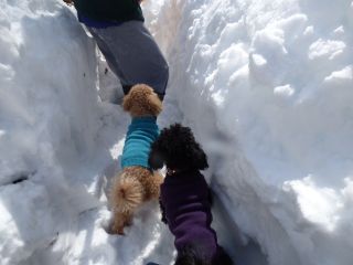 2014年2月15日 話題は雪ばかりだが_b0098584_14125089.jpg