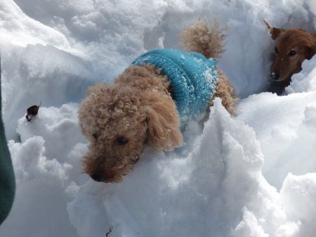 2014年2月15日 話題は雪ばかりだが_b0098584_1471128.jpg