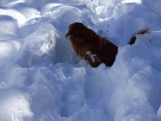 2014年2月15日 話題は雪ばかりだが_b0098584_1473561.jpg