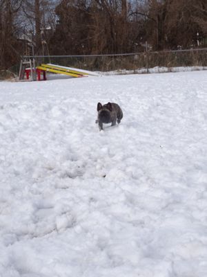 犬は喜び庭駆け回る♪_e0100584_123682.jpg