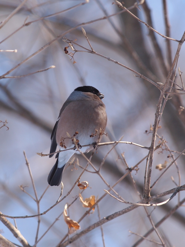 赤城山のウソ 前橋 コーヒー党の野鳥観察