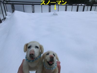 大雪再び・・・あのコの1周忌_e0222588_15451598.jpg