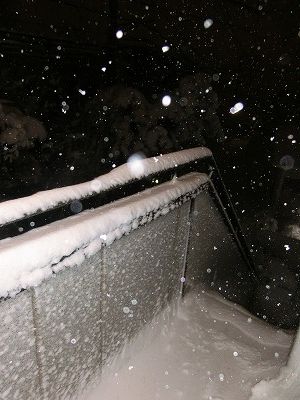 大雪再び・・・あのコの1周忌_e0222588_15452046.jpg