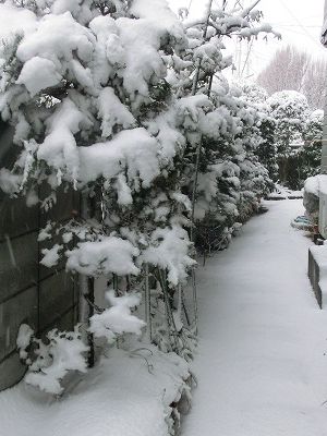 大雪再び・・・あのコの1周忌_e0222588_15452394.jpg