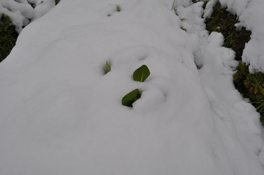 久々の大雪。_a0153395_322627.jpg