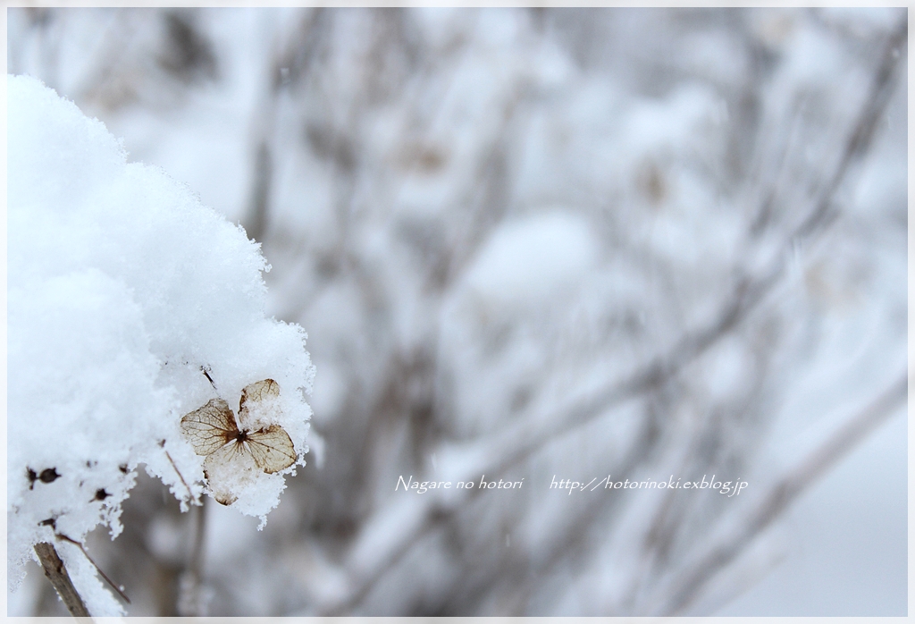 雪中紫陽花_b0166896_22204450.jpg