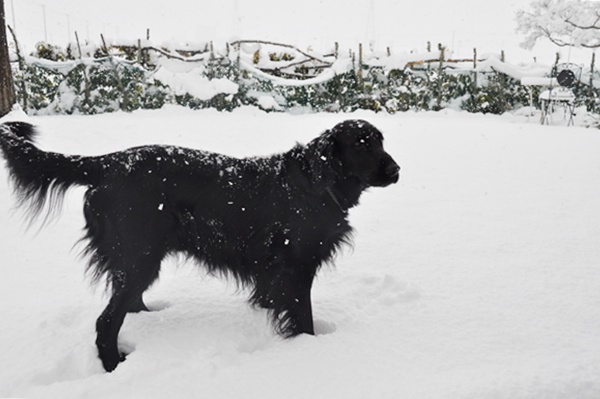 ♪♪ い～ぬは・・・_f0176499_0385493.jpg