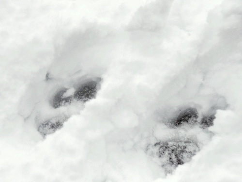 ♪♪ い～ぬは・・・_f0176499_0391188.jpg