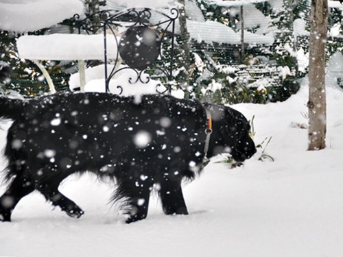 ♪♪ い～ぬは・・・_f0176499_0392064.jpg