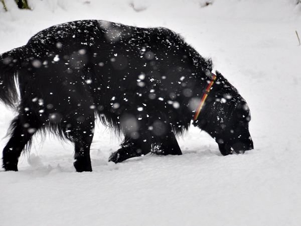 ♪♪ い～ぬは・・・_f0176499_0392913.jpg