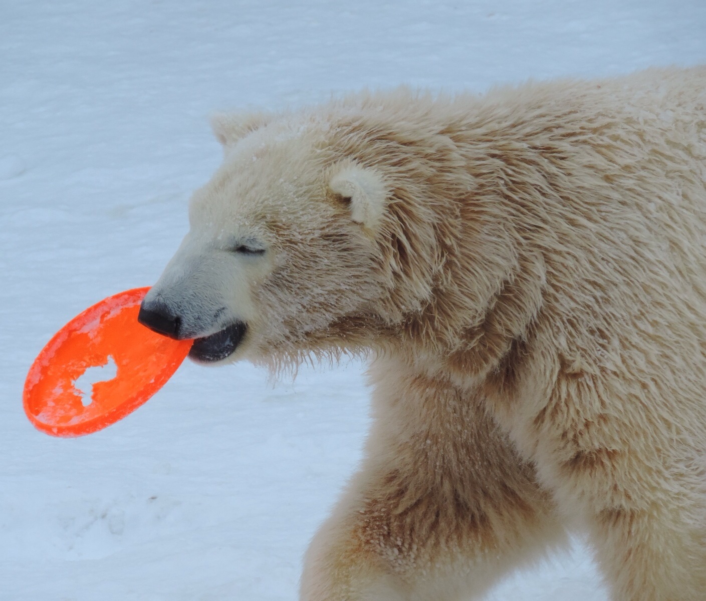 わたしたちの、お気に入り ｜ ホッキョクグマ ポロロ・マルル 円山動物園_e0319302_12402320.jpg