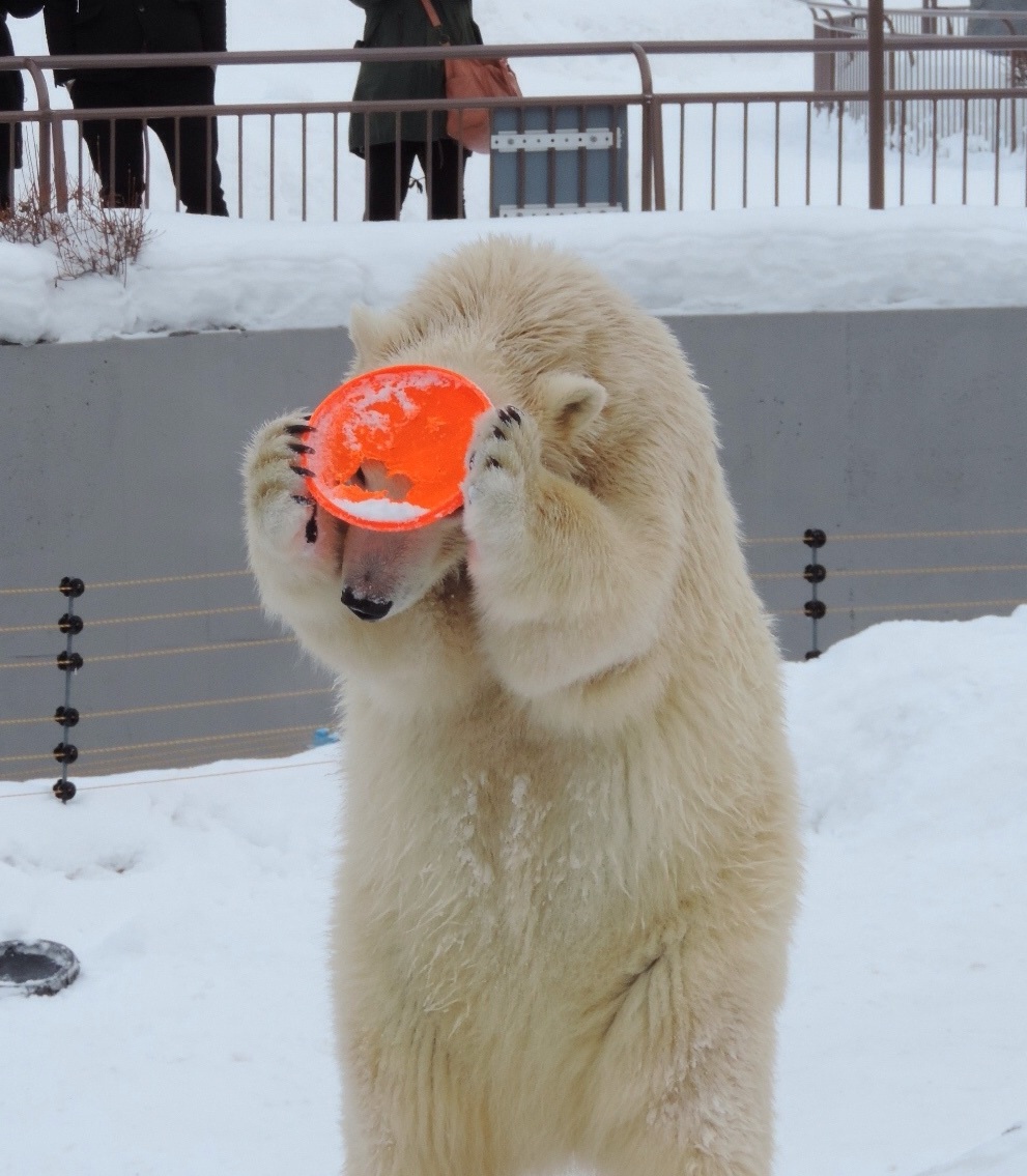 わたしたちの、お気に入り ｜ ホッキョクグマ ポロロ・マルル 円山動物園_e0319302_1242956.jpg