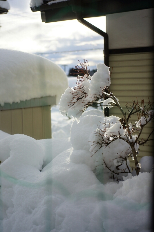 さらに、大雪_d0221804_9575583.jpg