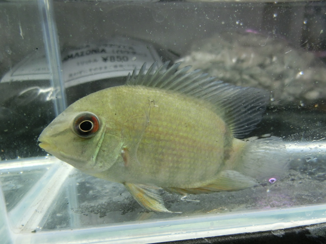 2014年熱帯魚入荷情報!Vol.05 (2/5~2/16)_b0141806_020350.jpg