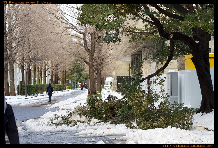 雪の影響 折れた木 Ti Photograph Jazz 雪の影響 折れた木 Ti Photograph Jazz
