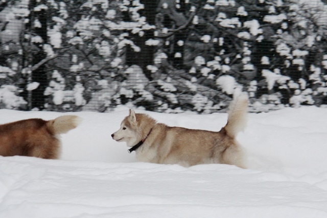 飛騨高山で雪合宿 -名残惜しいけどバイバイ_b0207615_20474760.jpg