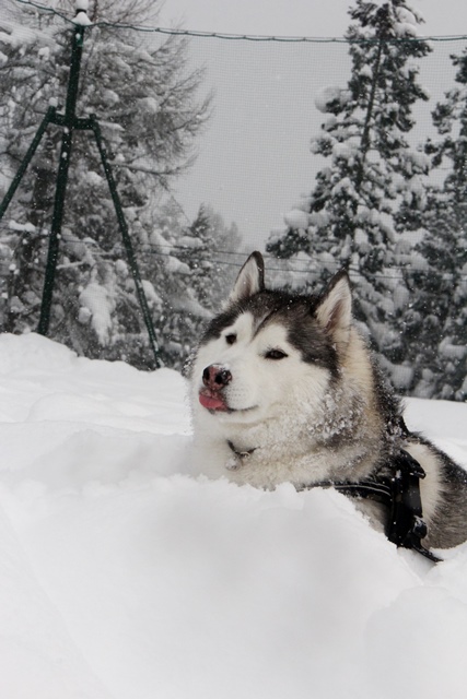 飛騨高山で雪合宿 -名残惜しいけどバイバイ_b0207615_20483152.jpg