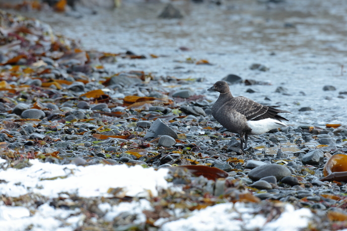 北海道⑦【コクガン・ハイイロチュウヒ・コオリガモ・タンチョウ】_b0113228_748391.jpg