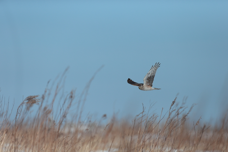 北海道⑦【コクガン・ハイイロチュウヒ・コオリガモ・タンチョウ】_b0113228_750586.jpg