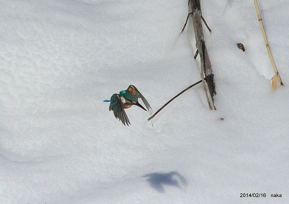 もう雪はいらない　　　（02/16）_f0281533_17195649.jpg