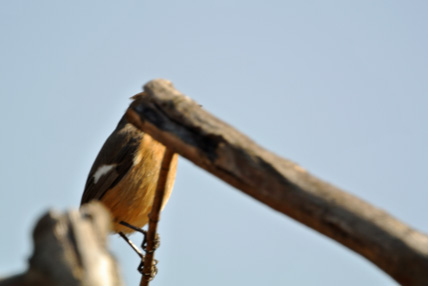 林縁のジョウビタキ Daurian Redstart_f0206939_22513446.jpg