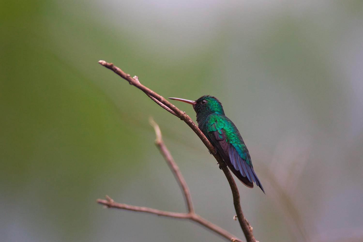 アイオハチドリ Blue-chinned Sapphire_d0013455_20194976.jpg