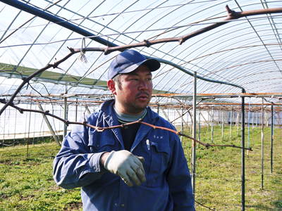 熊本ぶどう　社方園　芽キズ作業を終えたら、いよいよぶどうの果樹を目覚ませます_a0254656_1742442.jpg