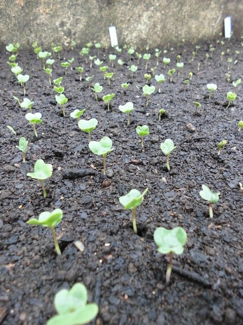 キャベツの芽 ヤヤブロ ヤヤキタ農園のつれづれ日記