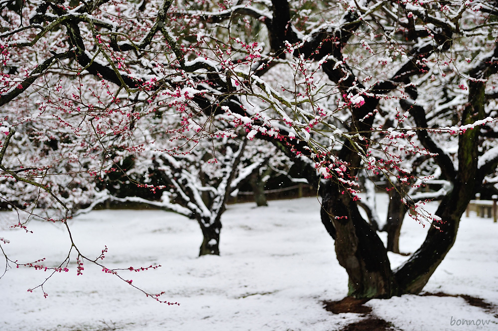 先週もだけど今週も・・・雪_d0164566_3173938.jpg