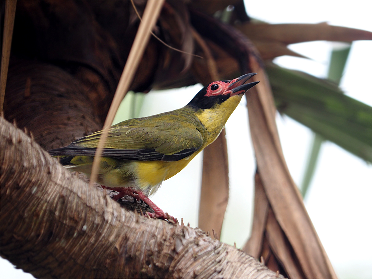 メガネコウライウグイス　@  Cairns Centenary Lakes _d0283373_17112325.jpg