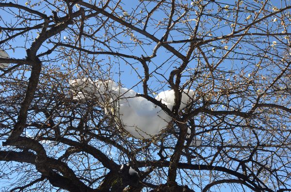 またまた週末のドカ雪_c0155474_2219553.jpg