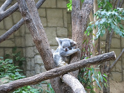 東山動物園_a0235077_15375537.jpg