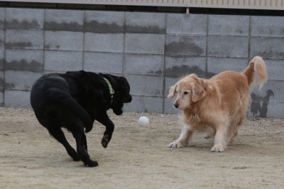 f0037378_16252098.gif