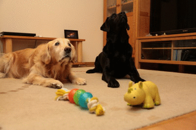 f0037378_1694412.gif