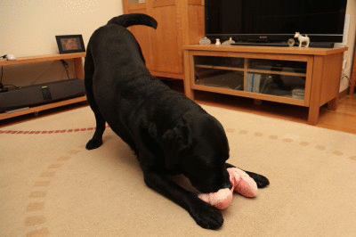 f0037378_9572235.gif