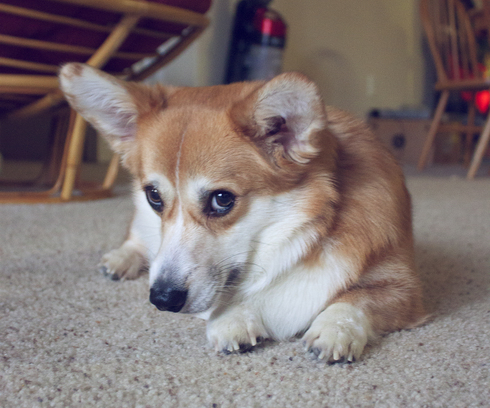 犬の飼い主が知っておくべく20の大切なこと_c0027188_821956.jpg