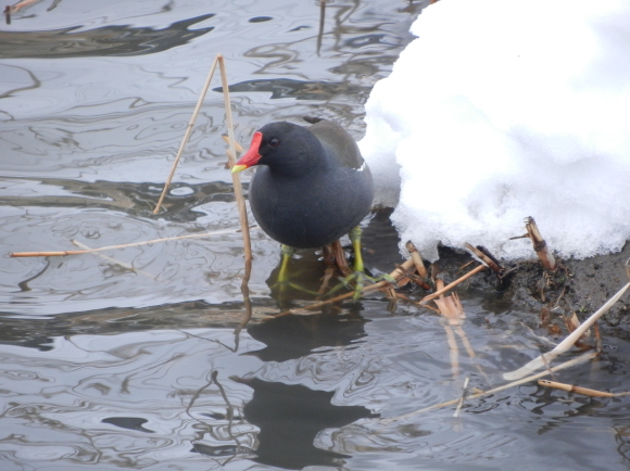 1週間ぶりの大雪。_d0224990_20133348.jpg