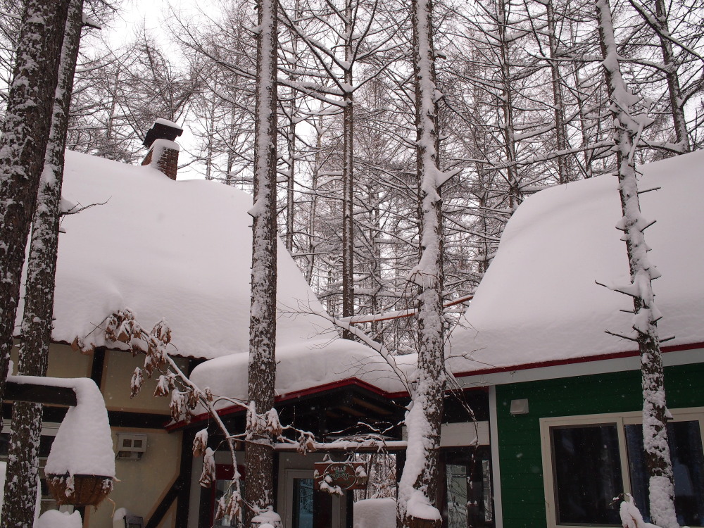 今年は雪が少ない?と思ってたら・・先週に引き続き大雪!_f0276498_16050088.jpg