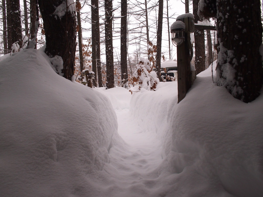 今年は雪が少ない?と思ってたら・・先週に引き続き大雪!_f0276498_16055047.jpg
