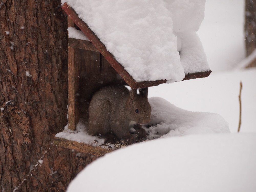 今年は雪が少ない?と思ってたら・・先週に引き続き大雪!_f0276498_16061883.jpg