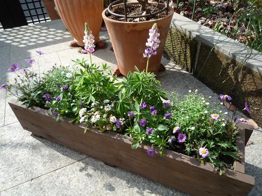 甘 い雰囲気の寄せ植えになりましたけど Weekend Garden 甘 い雰囲気の寄せ植えになりましたけど Weekend Garden