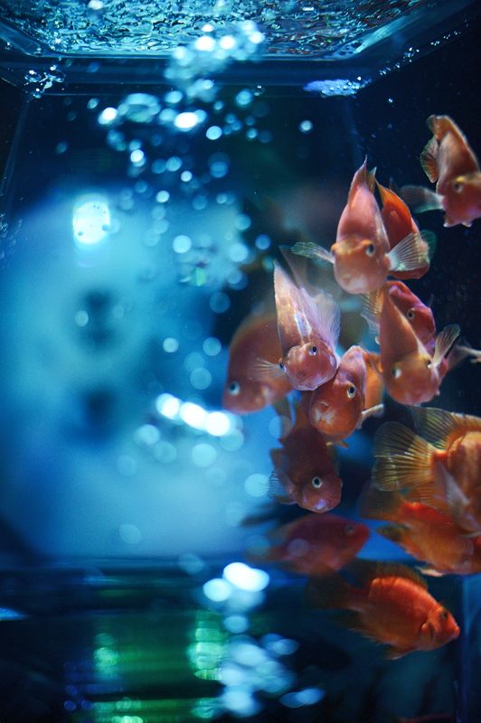 アートアクアリウム展 ~大阪・金魚の艶~ 其の三_f0032011_19352650.jpg