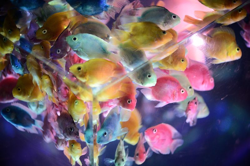 アートアクアリウム展 ~大阪・金魚の艶~ 其の三_f0032011_19404282.jpg