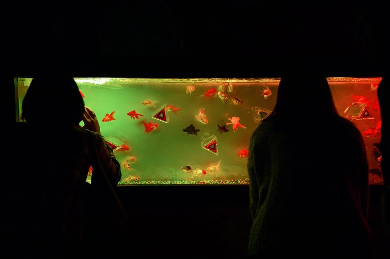 アートアクアリウム展 ~大阪・金魚の艶~ 其の三_f0032011_1941173.jpg