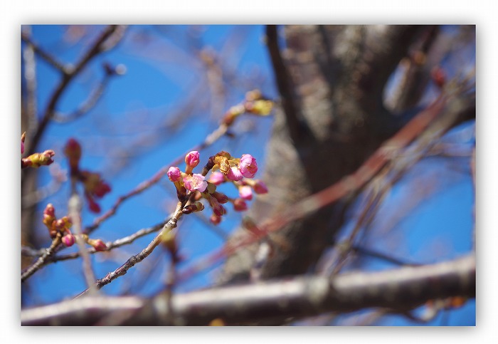 佐倉市　西志津　河津桜　花ほころぶ_d0147812_2143020.jpg