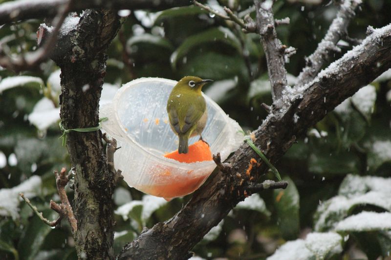 雪の中の鳥　2/18-2_d0065113_1825278.jpg