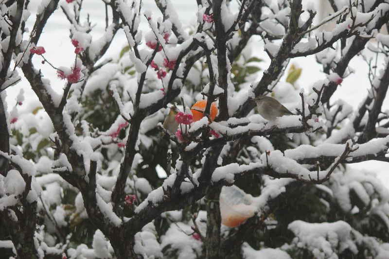 雪の中の鳥　2/18-2_d0065113_18274770.jpg